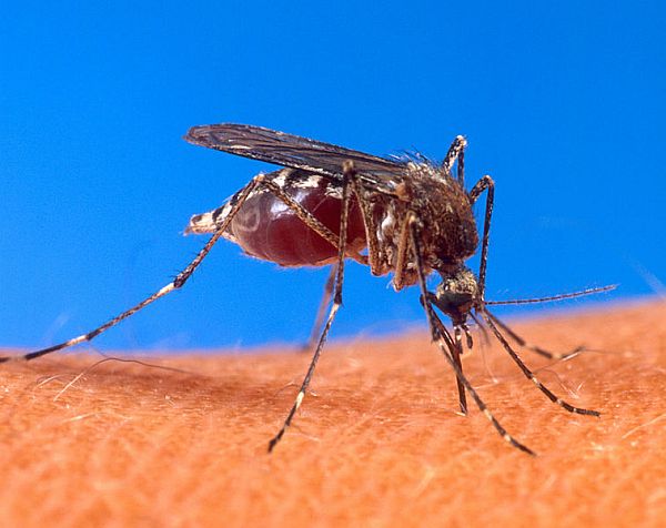 Ученые узнали, что делает людей «вкусными» для комаров