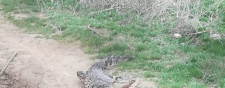 Как крокодилы добрались до Ахтубинского района?