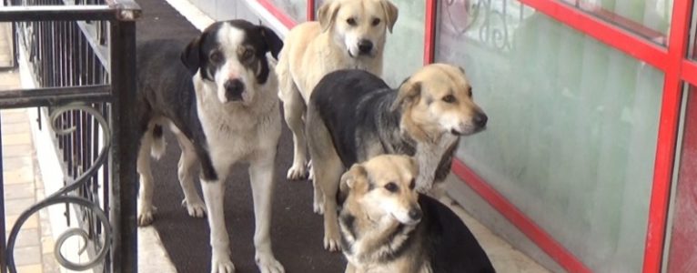 Строительство приюта для собак в Ахтубинском районе начнётся в ноябре