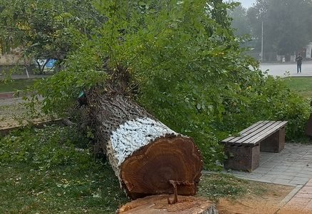 В Ахтубинске, в сквере  на площади Ленина, высадили саженцы деревьев с необычным названием