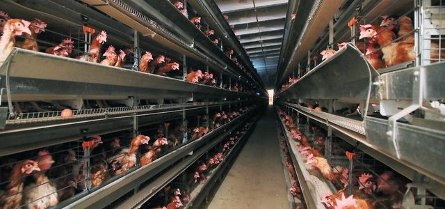 В Ахтубинском районе на птицефабрике «Владимировская» ввели карантин по птичьему гриппу